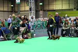 Miniature Long-haired dachshunds competing for the best of breed award at Crufts 2025