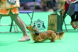 Miniature Long-haired dachshunds competing for the best of breed award at Crufts 2025