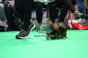 Miniature Long-haired dachshunds competing for the best of breed award at Crufts 2025