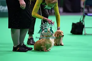 Judging Prints: Miniature Long-haired dachshunds competing for the best of breed award at Crufts 2025