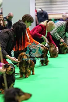 Miniature Long-haired dachshunds competing for the best of breed award at Crufts 2025