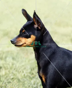Miniature Pinscher