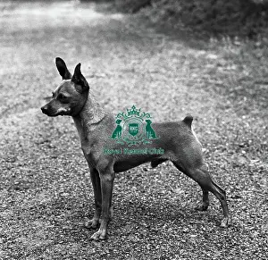 Miniature Pinscher