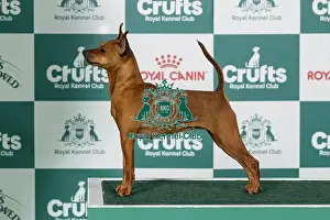 Miniature Pinscher Best of Breed Crufts 2026