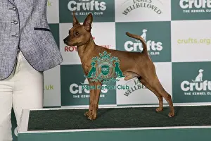 Miniature Pinscher Prints: Miniature Pinscher BOB