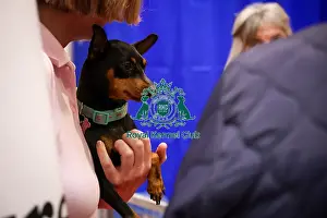 Miniature Pinscher Prints: Miniature Pinscher Discover Dogs