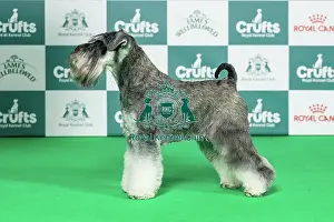 Saturday Prints: Miniature Schnauzer Best of Breed Crufts 2026