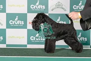 Miniature Schnauzer BOB