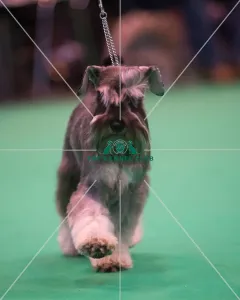 Miniature Schnauzer breed ring