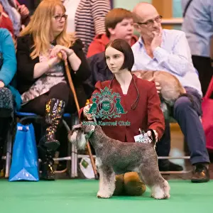 Miniature Schnauzer breed ring