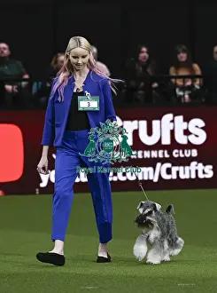 Junior Warrent Final Prints: Miniature Schnauzer, Ch Violis Stormy Skies JW
