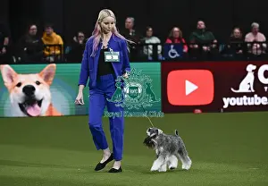Junior Warrent Final Prints: Miniature Schnauzer, Ch Violis Stormy Skies JW