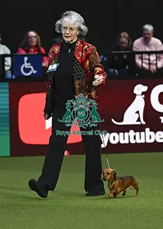 Miniature Smooth Haired Dachshund