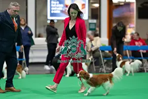 Kooikerhondje Prints: Misss Williams from Stourbridge with Gladsheim Veritas