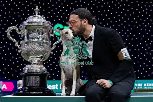 Best In Show Prints: Miuccia, a Whippet, owned by Giovanni Liguori
