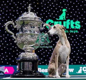 Best In Show Prints: Miuccia, a Whippet, owned by Giovanni Liguori