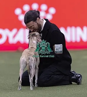 Best In Show Prints: Miuccia, a Whippet, owned by Giovanni Liguori