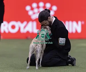 Best In Show Prints: Miuccia, a Whippet, owned by Giovanni Liguori