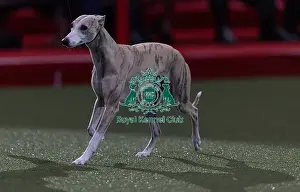 Best In Show Prints: Miuccia, a Whippet, owned by Giovanni Liguori