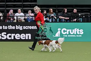 Kooikerhondje Prints: Molly Wallis from Byran, North Yorkshire with Eric