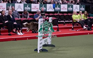 Large Prints: Montaki Fly Guy, Agility Crufts Novice Cup Final Large Winner of the overall section large