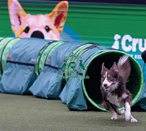 Large Prints: Montaki Fly Guy, Agility Crufts Novice Cup Final Large Winner of the overall section large