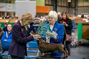 Hound Group Prints: Mrs C Dare Judging a Dachshund ( Mininature Wire-haired) in the limit bitch class today (Thursday 06/03/25)