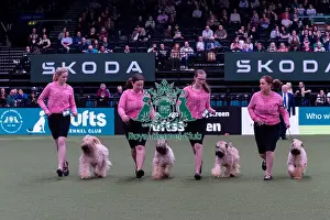 Mrs C Satherley with the Silkcroft Soft Coated Wheaten Terrier team competing in the Breeders competition final