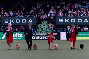 Breeders Competition Prints: Mrs A Cawthera-Purdy with the Lireva Pomerian team competing in the Breeders competition final