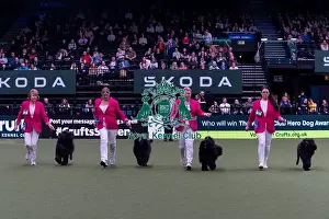 Breeders Competition Prints: Mrs Cs Thompson-Morgan & Mr E Morgan with the Belleville Portugese Water Dog team competing in the Breeders