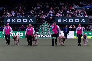 Breeders Competition Prints: Mrs J & Mrs T J Couman-Hole with the Womlu Mastiff team competing in the Breeders competition final