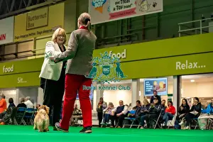 Terrier Group Prints: Mrs P Gray during the judging of the Norwich terriers open bitch class today (Thursday 06/03/25)