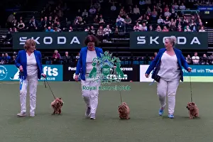 Mrs R Gee along with the Watercroft Norfolk Terrier team competing in the Breeders competition final