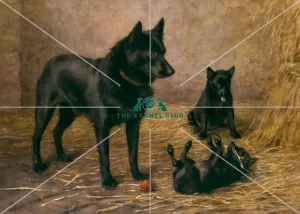 Mrs Skewes Coxs Schipperkes