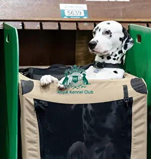 Dalmatian Prints: Mrs Wootton from Leicester with Nuxor