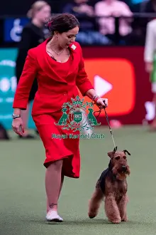 Third Place Prints: Ms C Cole with Ch Perrisblu The Phantom