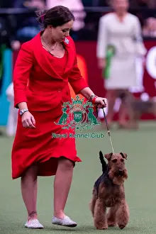 Third Place Prints: Ms C Cole with Ch Perrisblu The Phantom
