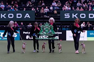 Breeders Competition Prints: Ms J Amsel with the Armeis Italian Greyhound team competing in the Breeders competition final