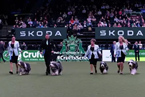 Final Prints: Ms R Salter with the Irisaddition Bearded Collie team winners of the Breeders competition final