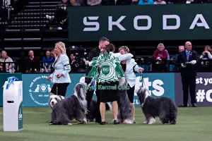 Breeders Competition Prints: Ms R Salter with the Irisaddition Bearded Collie team winners of the Breeders competition final