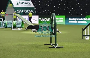 Agility Championships Prints: Naarah Cuddy & Lemon (AG CH Lilhaze Dark Pleasure)