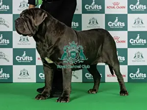Thursday Prints: Neapolitan Mastiff Best of Breed Crufts 2026