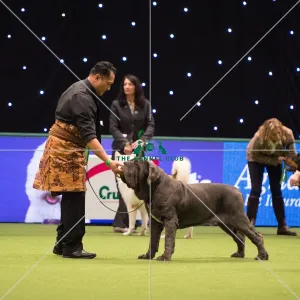Crufts 2017
