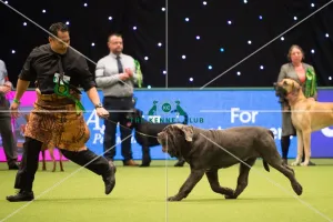 Crufts 2017