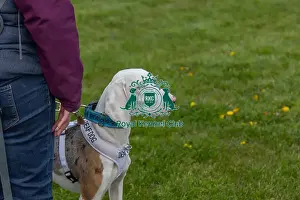 21st April 2024 Prints: Newark 21st April 2024 Most Handsome Dog Class