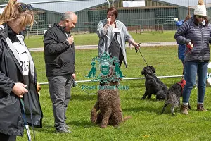 21st April 2024 Prints: Newark 21st April 2024 Most Handsome Dog Class
