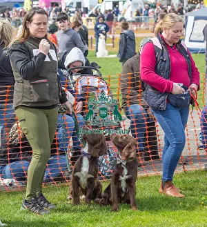 21st April 2024 Prints: Newark 21st April 2024 Most Handsome Dog Class