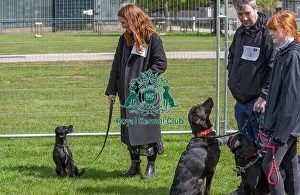 21st April 2024 Prints: Newark 21st April 2024 Most Handsome Dog Class