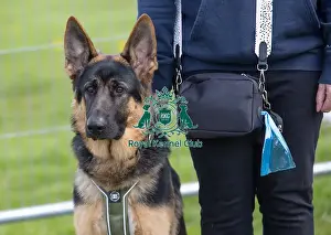 21st April 2024 Prints: Newark 21st April 2024 Most Handsome Dog Class