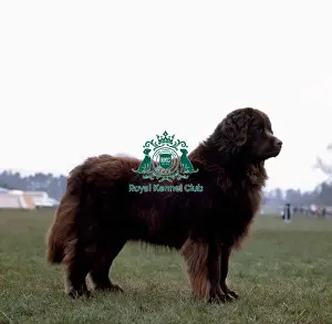 Newfoundland